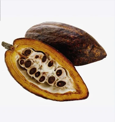 Estratto vegetale di cacao in polvere di cioccolato alimentare biologico